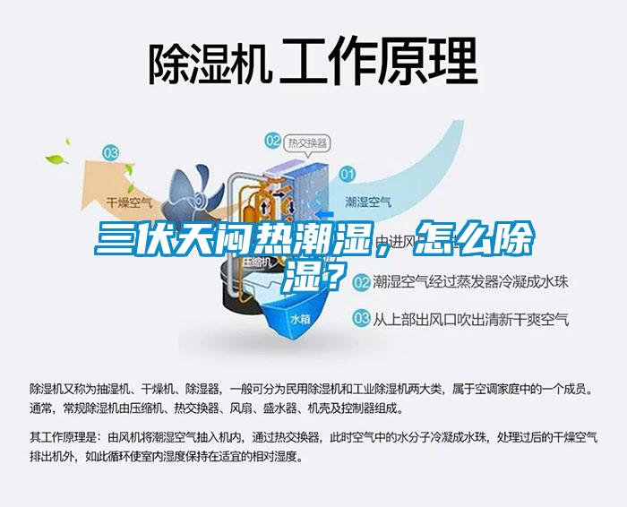三伏天悶熱潮濕，怎么除濕？