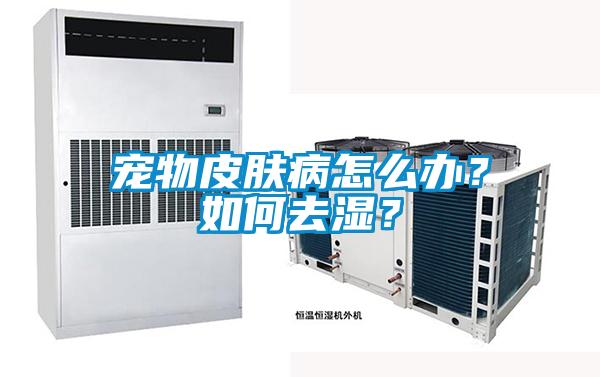 寵物皮膚病怎么辦？如何去濕？