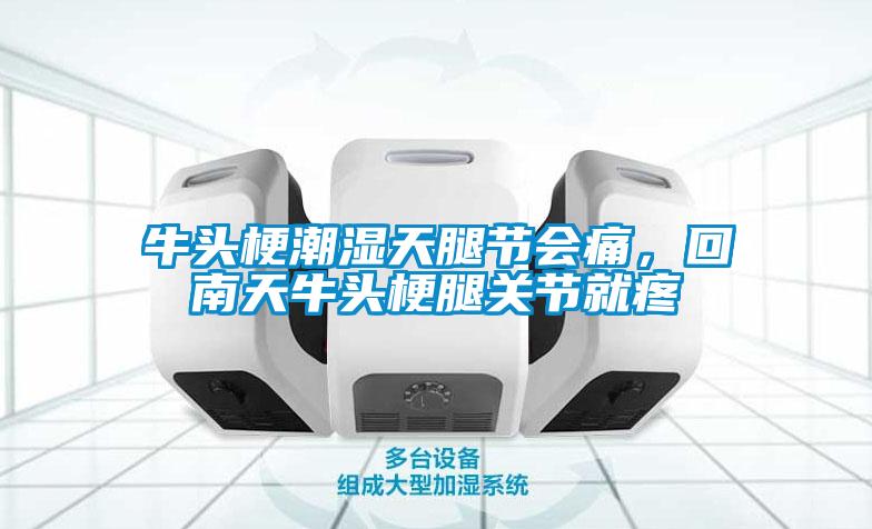 牛頭梗潮濕天腿節(jié)會痛，回南天牛頭梗腿關(guān)節(jié)就疼