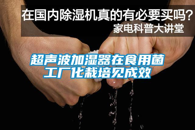 超聲波加濕器在食用菌工廠化栽培見(jiàn)成效