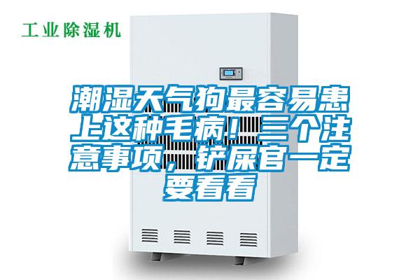 潮濕天氣狗最容易患上這種毛病！三個(gè)注意事項(xiàng)，鏟屎官一定要看看