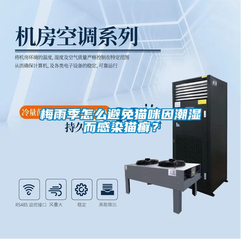 梅雨季怎么避免貓咪因潮濕而感染貓癬？