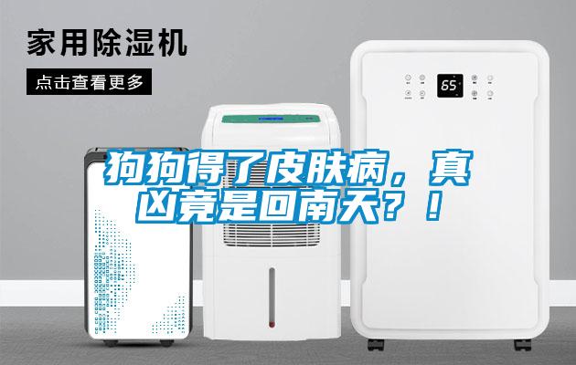 狗狗得了皮膚病，真兇竟是回南天？！