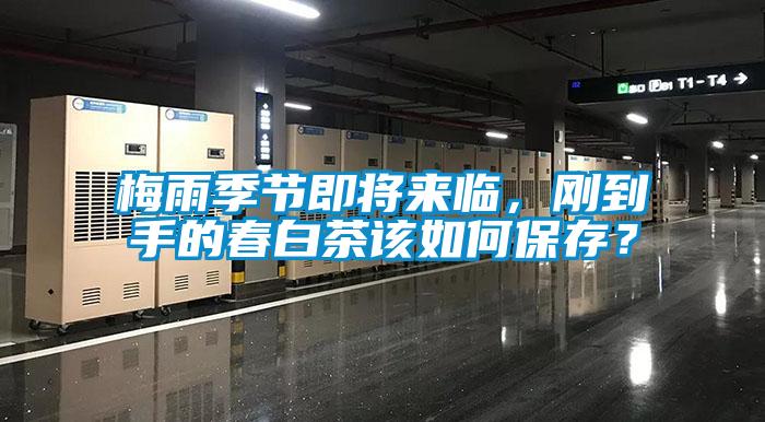 梅雨季節(jié)即將來臨，剛到手的春白茶該如何保存？