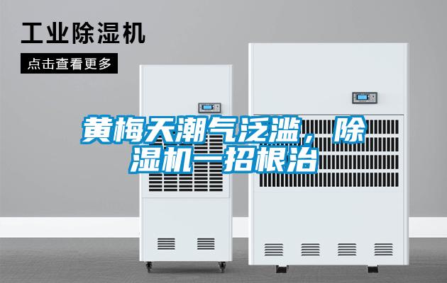 黃梅天潮氣泛濫，除濕機一招根治