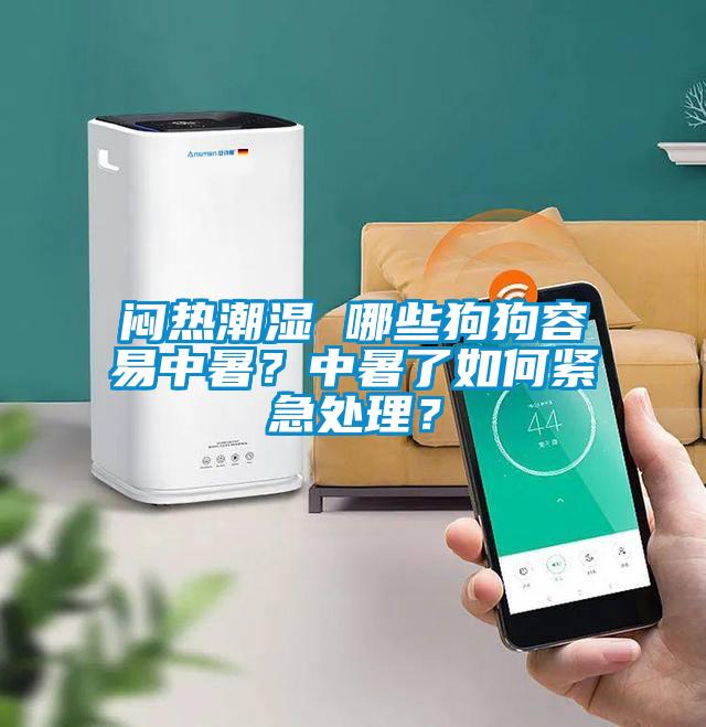 悶熱潮濕 哪些狗狗容易中暑？中暑了如何緊急處理？