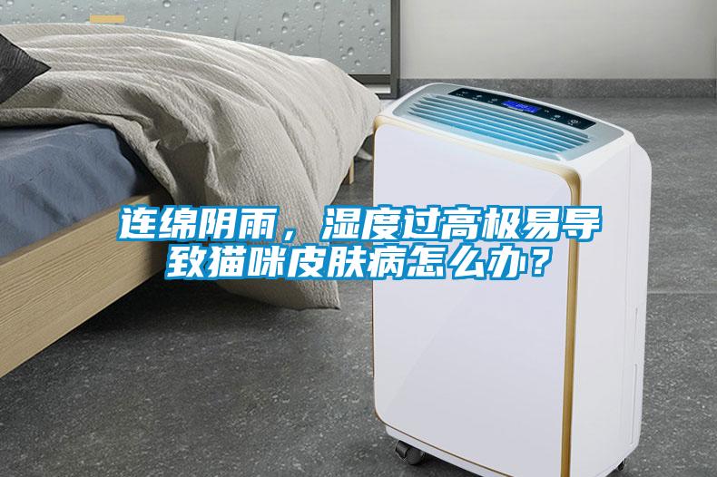 連綿陰雨，濕度過高極易導(dǎo)致貓咪皮膚病怎么辦？