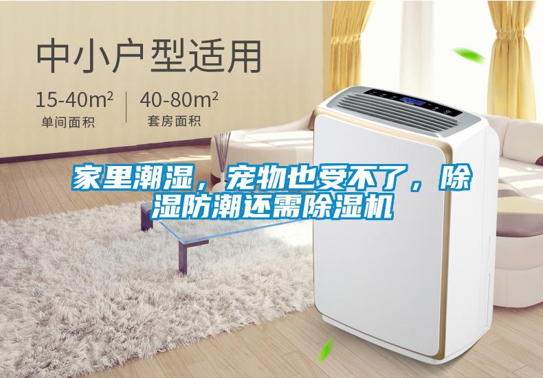 家里潮濕，寵物也受不了，除濕防潮還需除濕機(jī)