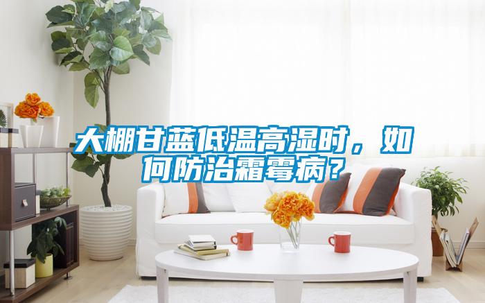 大棚甘藍低溫高濕時，如何防治霜霉病？