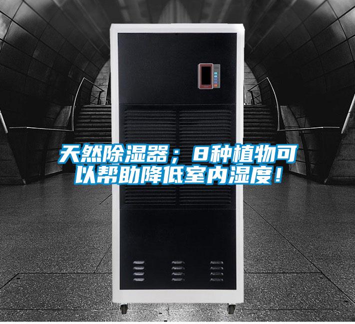 天然除濕器；8種植物可以幫助降低室內(nèi)濕度！