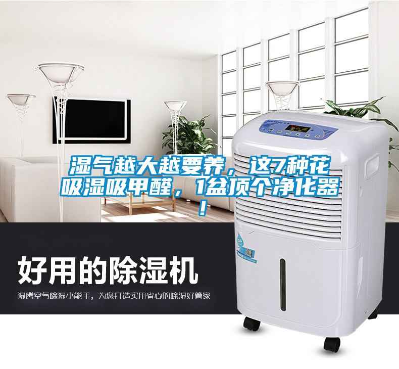 濕氣越大越要養(yǎng)，這7種花吸濕吸甲醛，1盆頂個(gè)凈化器！