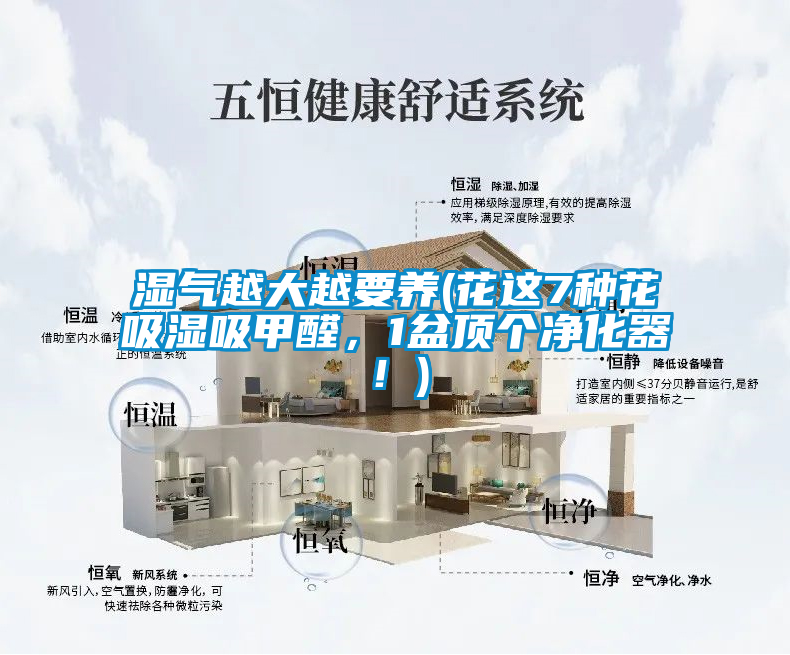 濕氣越大越要養(yǎng)(花這7種花吸濕吸甲醛，1盆頂個(gè)凈化器！)